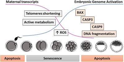 Senescence and Apoptosis During in vitro Embryo Development in a Bovine Model